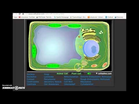 Intro to Cells Alive Website