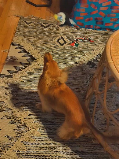 Look at this cute little puppy 😍. Cookie Monster knows 😂😂😂 #mypebblesminidoxie #cutepuppycheck #dogs #funnydog #followme