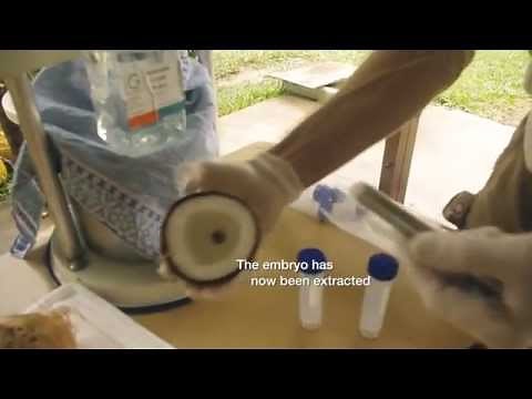 How Isolate The Coconut Embryo