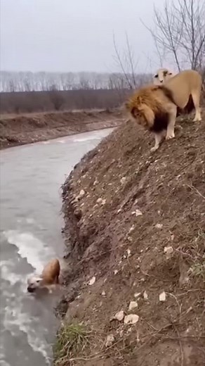 The lion helped the sheep! #lion #sheep