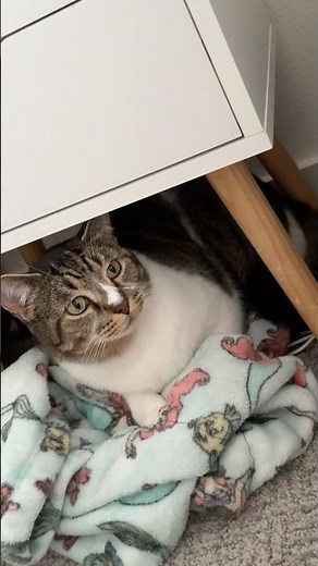 cat is pissed at dog #cats #dogs