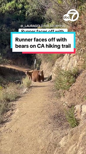 Hiker's Wild Encounter with Brown Bear and Cubs in Sierra Madre, California