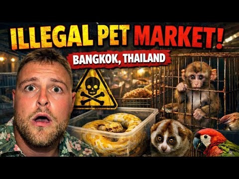 Inside Bangkok’s🇹🇭 Illegal Exotic Animal Market!