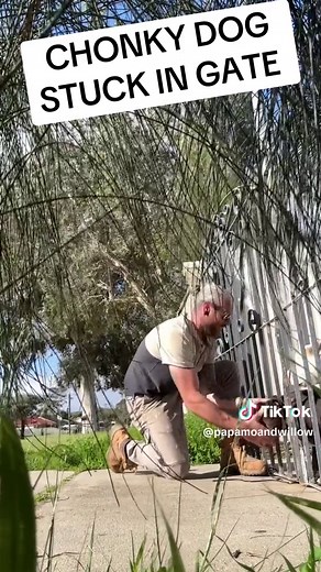 PapaMoandWillow on TikTok