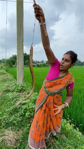 Unique hook fishing by Village beautiful lady In the paddy field catch snake fish #fishing|_mathods