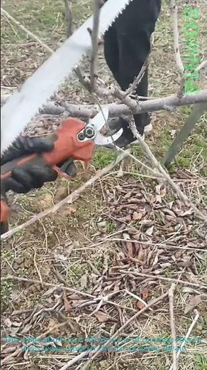 Efficient Cherry Tree Pruning with Electric Shears！