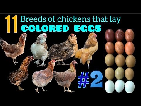 Basic Genetics Course: Genetic Secret Behind Colored Eggs and of 11 Chicken Breeds That Produce Them
