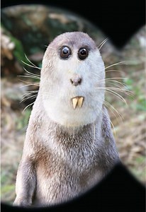 Otters, Otters Everywhere: Cute Kids' Otter Drawings
