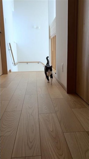 朝のあいさつに来てくれる猫 #猫 #cat #かわいい