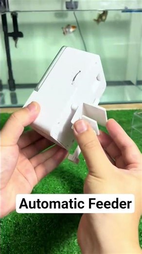 Automatic Fish Tank Feeder #aquascapegallery #fishtank #aquascape #aquascapelowtech #fishaquarium