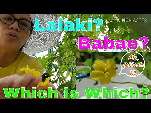 How to Identify Male Flowers from Female Bitter Melon Flowers / BAKIT Needed e Hand Pollinate?