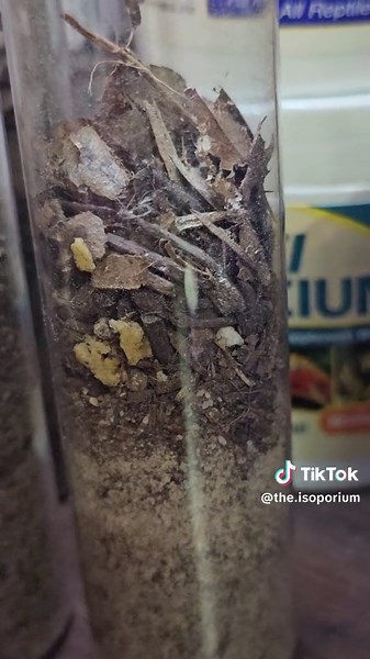 5 months ago I started a fairly large BDFB breeding project #BDFB #bluedeathfeigningbeetle #asbolusverrucosus #captivebreeding #pets #desertlife #conservation #invertebrates #beetles #insects #bugs #petbugs #bioactive #theisoporium