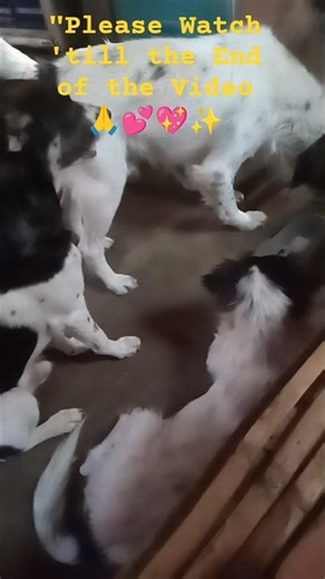 The Secret Why Dogs Wait So Long for a Simple Treat🐾🤯💕#shorts