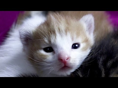 Vidéo de petits chatons avec leur maman. Les bébés chats ont grandi et ont ouvert les yeux. 4k UHD
