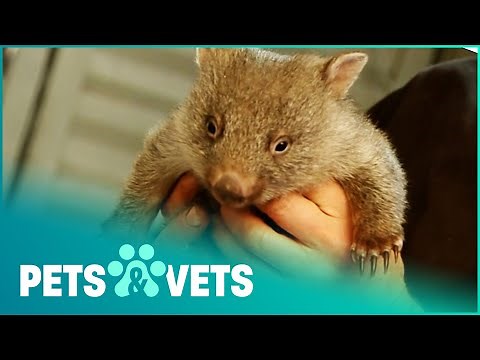 Caring For A Cute Baby Wombat | Wildlife Nannies