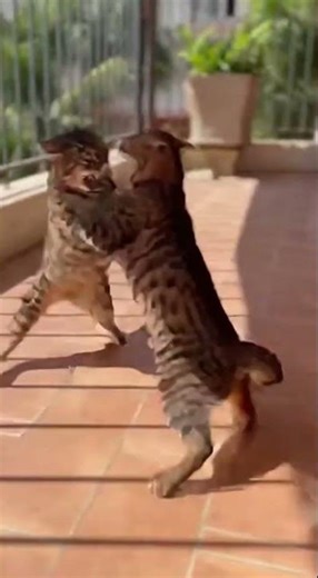 Angry Cat Fight & Screaming Sounds | Real Territorial Battle Caught!