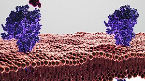 Cell Membrane, Cell, Biology