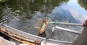 Invasive fish species are a problem in Northeast Ohio waters