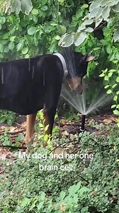 Doberman Warrior Attacks Sprinklers for Water Battle Fun