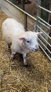 27K views · 337 reactions | Good to have Devon and Dorset in for the winter. #devonanddorset #animalmagic @caroline.le.bourgeois | Caenhill Countryside Centre | Facebook