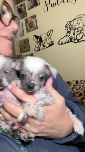 5.7K views · 30 reactions | Chinese crested hairless puppies 殺 #chinesecrestefhairyhairless #chinesecrested | Puddles Palace Kennel | Facebook