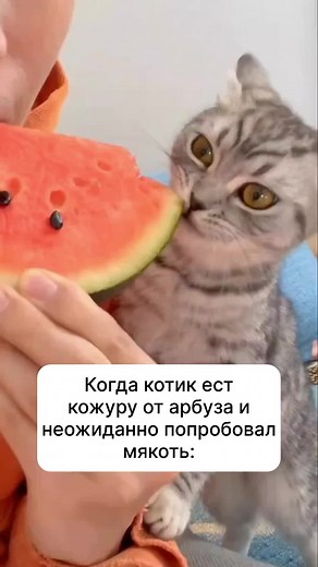 Кот ест арбуз: прикольное видео с милым животным