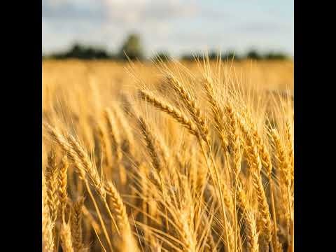 The Tillage Roadmap: Ambitious targets for the tillage sector