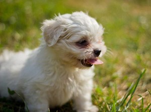 Shih-Tzu Puppies Available for Adoption