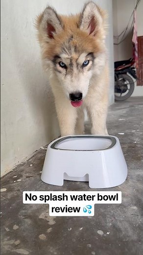 Live review of No splash water bowl for Dogs 🐾
