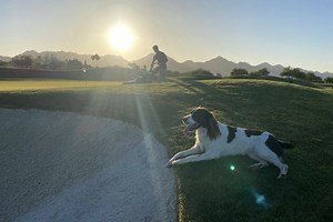 Rye, the bird-hunting English Springer Spaniel, was the breakout star of the WM Phoenix Open