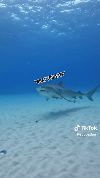 Diving Adventures: Exploring the Titanic Wreckage