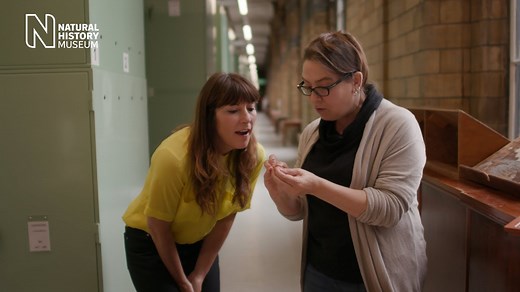 Flies: The compelling case for why they’re actually fabulous | Natural History Museum