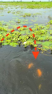 Unbelievable river fishing | MR Fishing Life