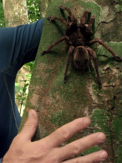 Giant Spider Species Like a Crab Found in Nature