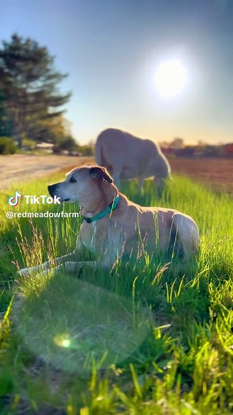 Annie the most gentle and loyal farm dog protecting her family and sheep on the farm. #dogs #dogsoftiktok #farmdog #cranberry #sheep #katahdinsheep