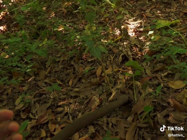 Wandering Bard's Nature Adventure in Dungeons and Dragons