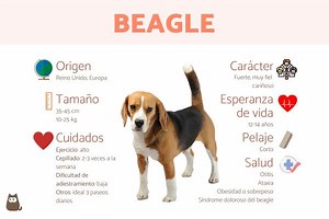 Perro BEAGLE - Características, carácter y cuidados (con FOTOS)