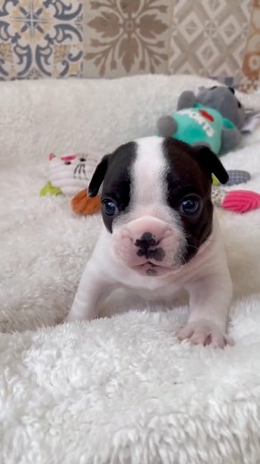 Sup Baby Boy? #frenchiesociety #frenchiepuppy #FrenchieFamily #frenchielove #FrenchieNation #frenchiereels | jmarcoz