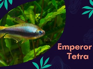 Emperor Tetra Fish Care