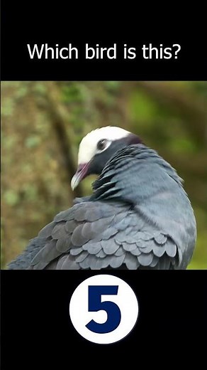 The Majestic White-crowned Pigeon | A Forest Beauty