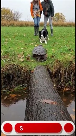 Snapping Turtle Attack! Hero Border Collie Blocks Giant Turtle to Save Toddler