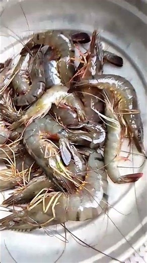 Beautiful creatures #wild #fish