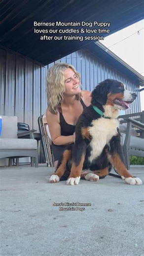 Millie the Bernese mountain dog from Hungary is the sweetest! #bernesemountaindog #puppy #berner