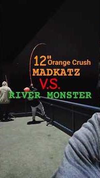 12" MAD KATZ. #madkatz #rivermonsters #bigfish #tennessee #chattanooga #shorts #fyp #fishing #foryou