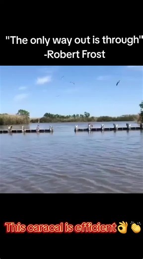 Overcoming Obstacles: The Grace of Caracal Cats