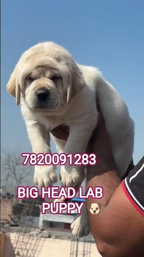 Heavy Bone Labrador Retriever Puppy 😍🔥 Big Head Lab | Puppy For Sale”