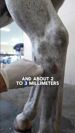 Distal Intertarsal Joint Injection | Hock Pain Management in Horses