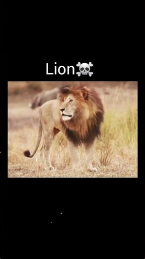 Bigcats predator sound🔥✌️ #animalsounds #lionnation #lion