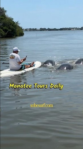Space Coast Manatee and Bioluminescent Tour #sobesurf
