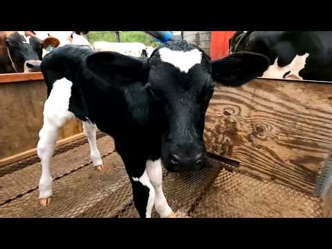 Racing the Storm! Bringing Home Our New Calf and Mama in a Panic!